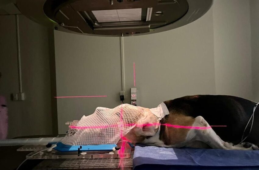  CORV inicia operaciones en Costa Rica para atender mascotas con cáncer