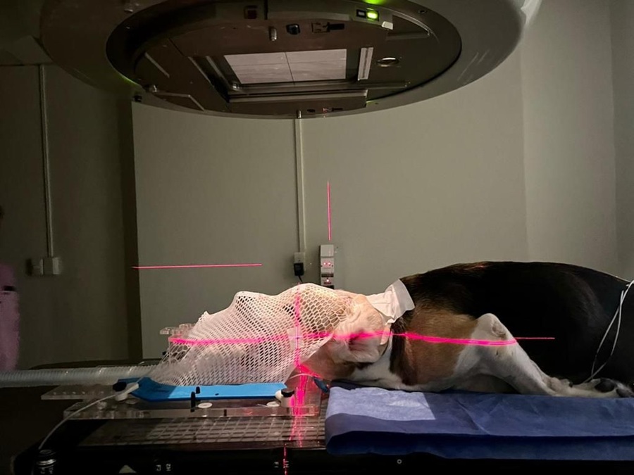 CORV inicia operaciones en Costa Rica para atender mascotas con cáncer