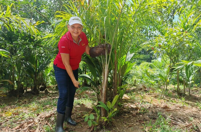  Este es el emprendimiento que muestra el alma del palmito en Sarapiquí