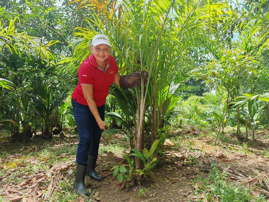 Este es el emprendimiento que muestra el alma del palmito en Sarapiquí