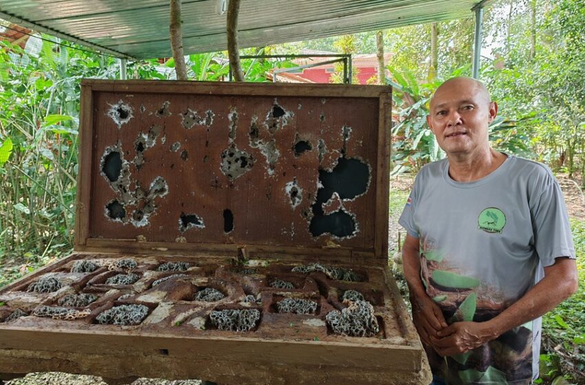  Hormigas Town: un viaje al fascinante mundo de las hormigas desde Sarapiquí
