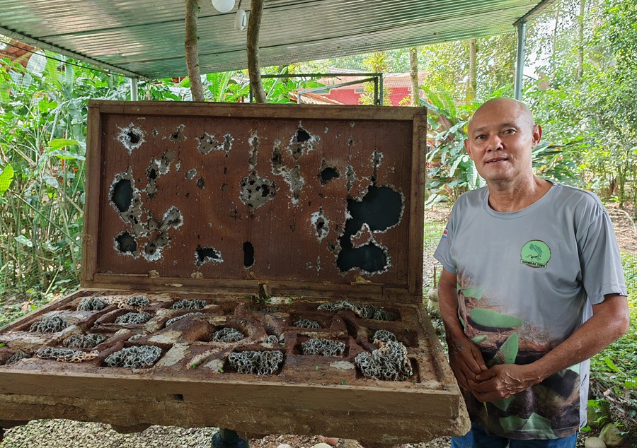 Hormigas Town: un viaje al fascinante mundo de las hormigas desde Sarapiquí