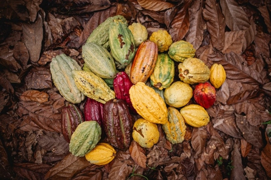 Programa mapea variedad de plantas de cacao