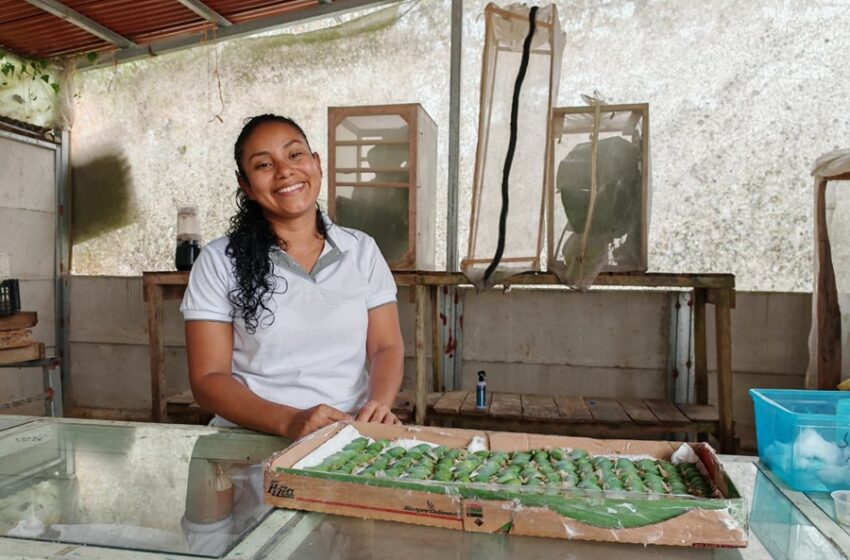  El emprendimiento familiar que exporta pupas de mariposas desde una finca agroecológica en Bijagua