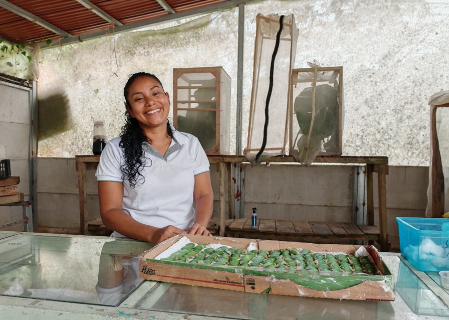 El emprendimiento familiar que exporta pupas de mariposas desde una finca agroecológica en Bijagua