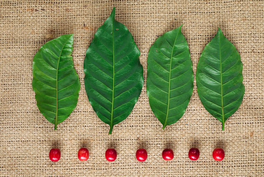 Starbucks impulsa innovación de temporada y refuerza apuesta por la sostenibilidad del café