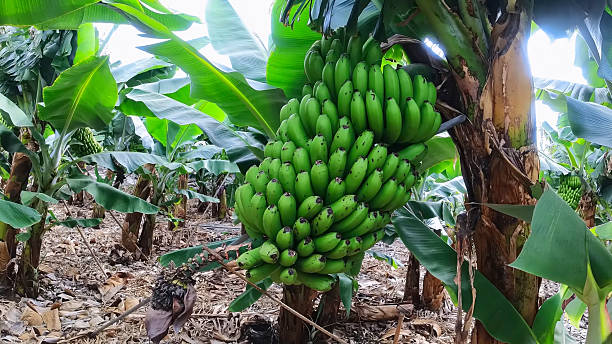 Abren convocatoria para reconocer innovaciones en industria bananera