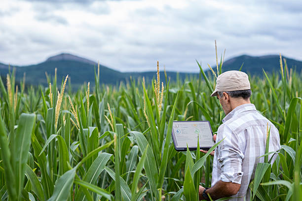 26% de los agricultores usa IA en sus procesos, señala estudio