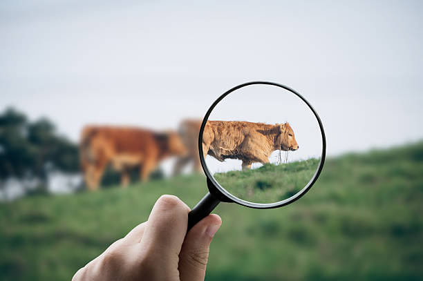 Evento busca promover educación y consumo de carne bovina