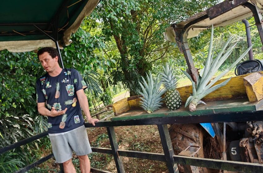  ¿Busca piña orgánica? Sepa cómo identificarla y por qué debería consumirla