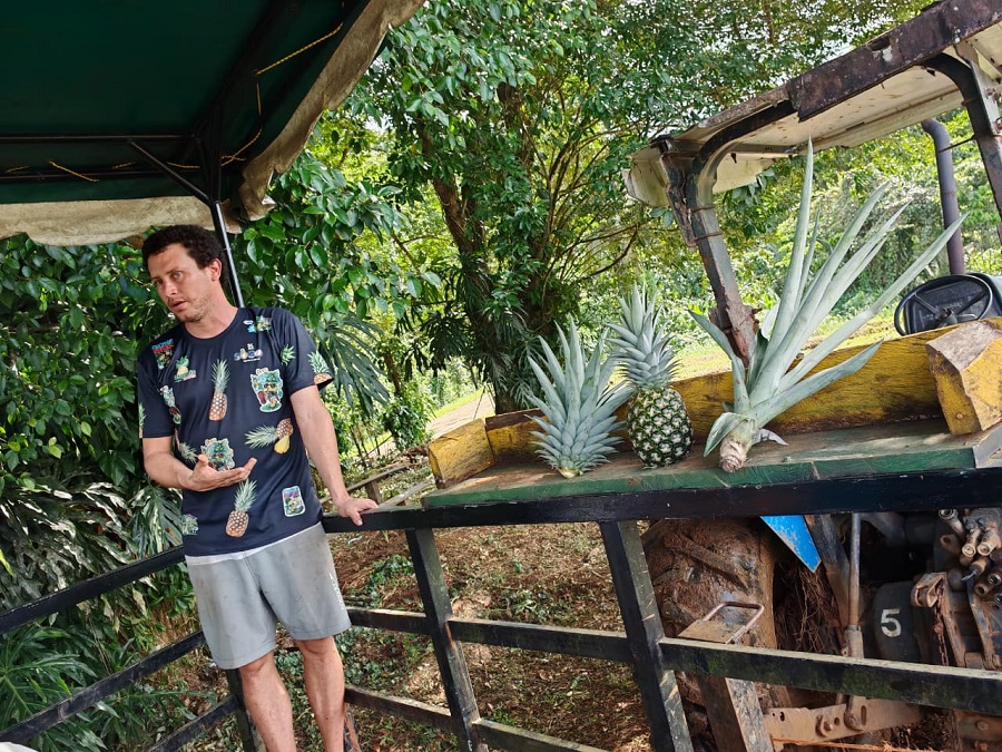 ¿Busca piña orgánica? Sepa cómo identificarla y por qué debería consumirla