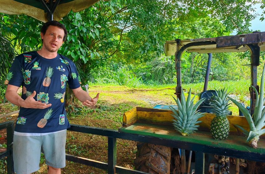  Piña, emprendimiento y turismo, así nació Organic Paradise Tour en Sarapiquí