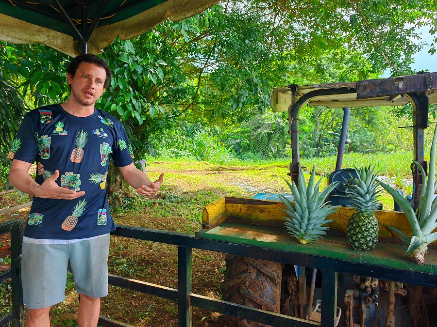 Piña, emprendimiento y turismo, así nació Organic Paradise Tour en Sarapiquí